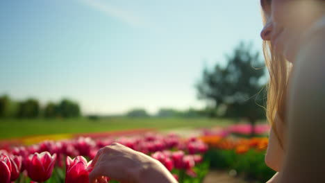 Closeup-woman-hands-touching-flower-in-blooming-tulip-field-in-sun-reflection.