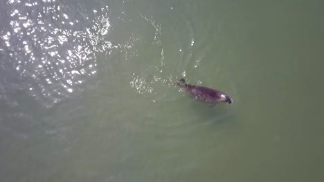 Aerial-view-of-seal-swimming-away-after-release-from-rehabilitation-in-the-Netherlands