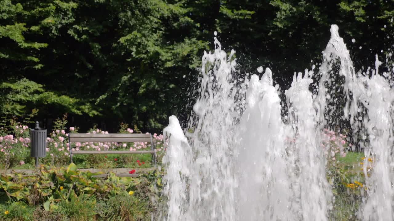 banco vacío en green park entre rosas florecientes durante el día soleado de verano