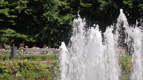 empty bank in green park among blooming roses during sunny summer day