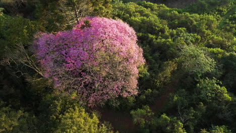 a breathtaking view of a vibrant jungle adorned with stunning pink lapacho trees in full bloom