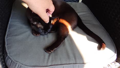 cat sleeps in a chair in the shadow while being patted - handheld steady shot