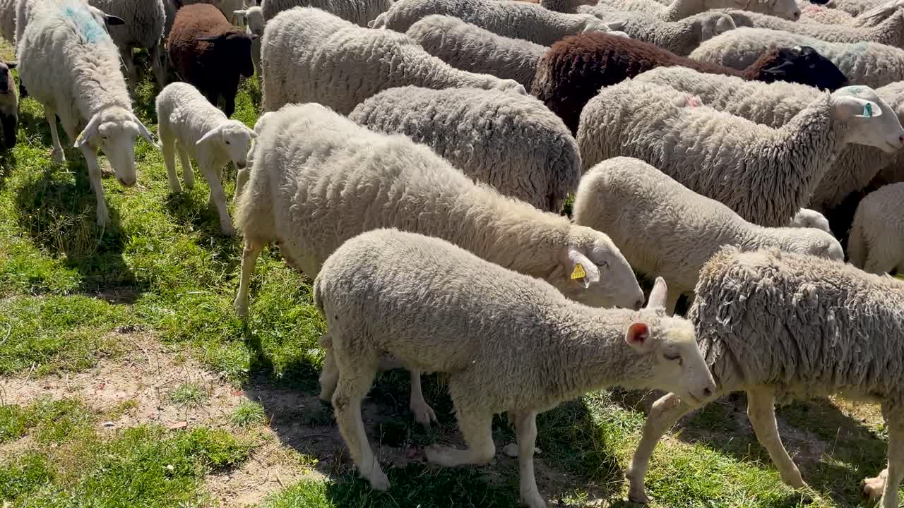 We see the movement of a flock of sheep with their lambs in one direction and one sheep turns around and begins to smell her lamb, everything is filmed in slow motion.