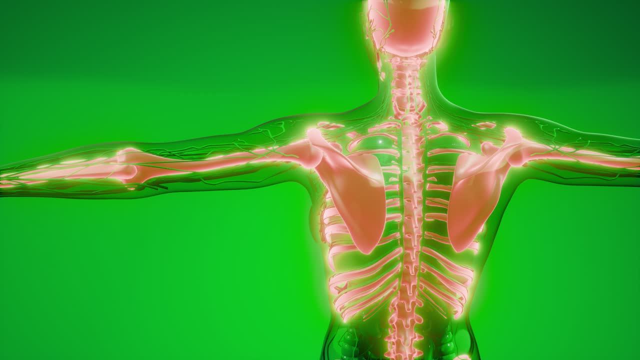 Transparent Human Body with Visible Bones