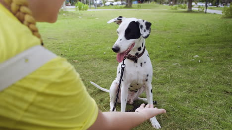 woman training a dog