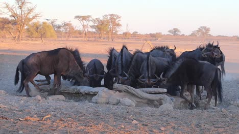 Confusion-of-Wildebeest-drink-at-man-made-Kalahari-watering-hole