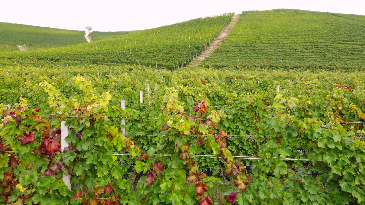 포도원 유기농업은 조감도를 제출했습니다.