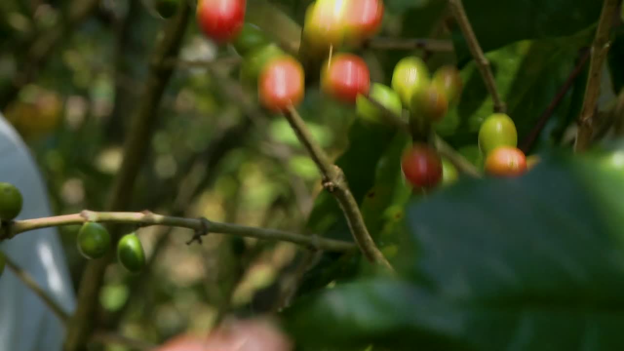 selección de cerezas de café a mano