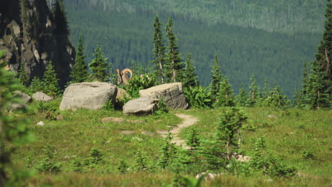 solitary bighorn sheep in lush green landscape, walks off to the side