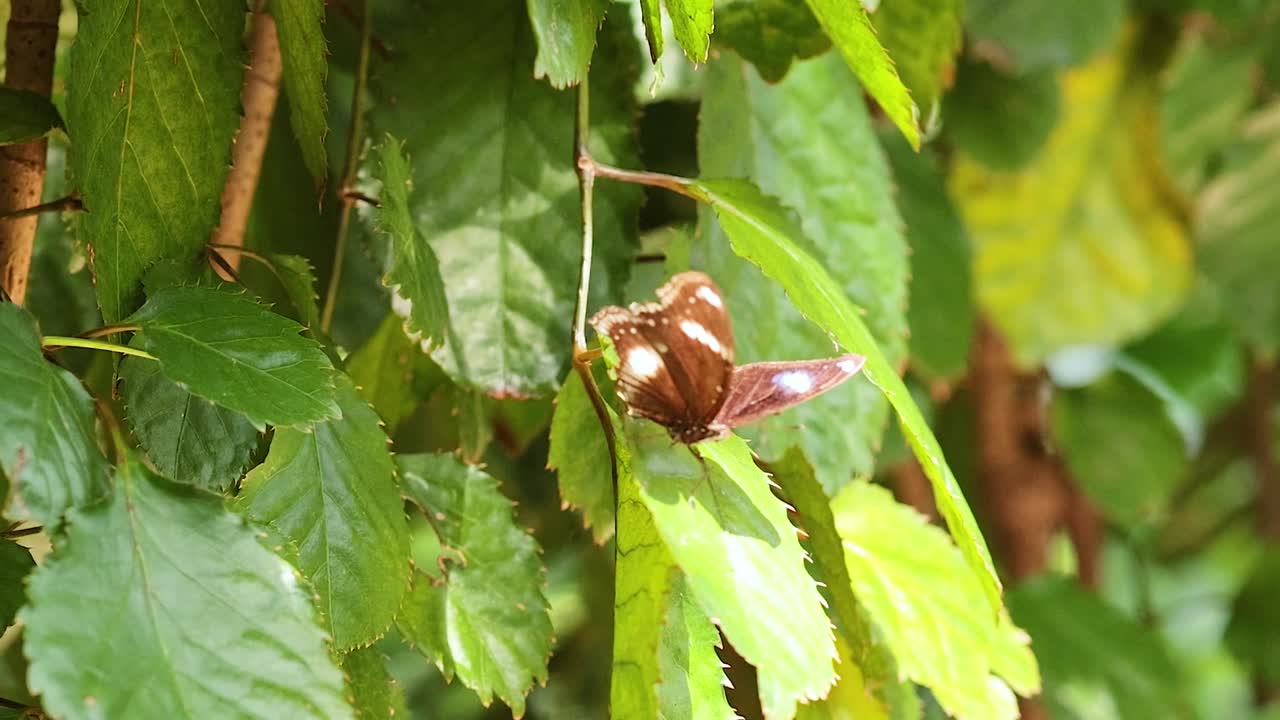A brown butterfly with distinct markings rests on lush green leaves, showcasing its delicate wings in a serene natural setting.