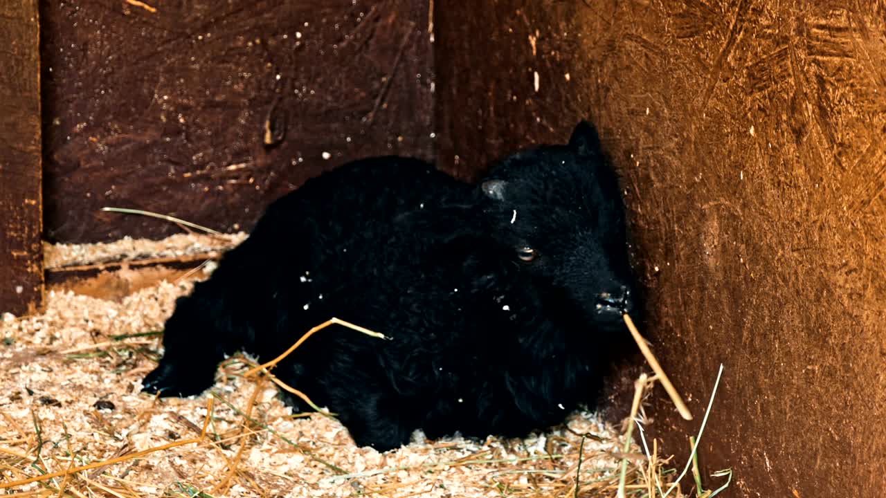농장에서 검은 염소