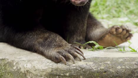 primer plano de la pata y la garra de clavos largos del oso sol en cautiverio, estático