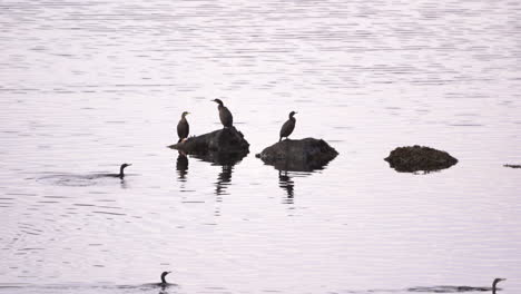 Stabile-Zoomaufnahme-Von-Enten,-Die-Auf-Felsen-Stehen-Und-Im-Wasser-Schwimmen