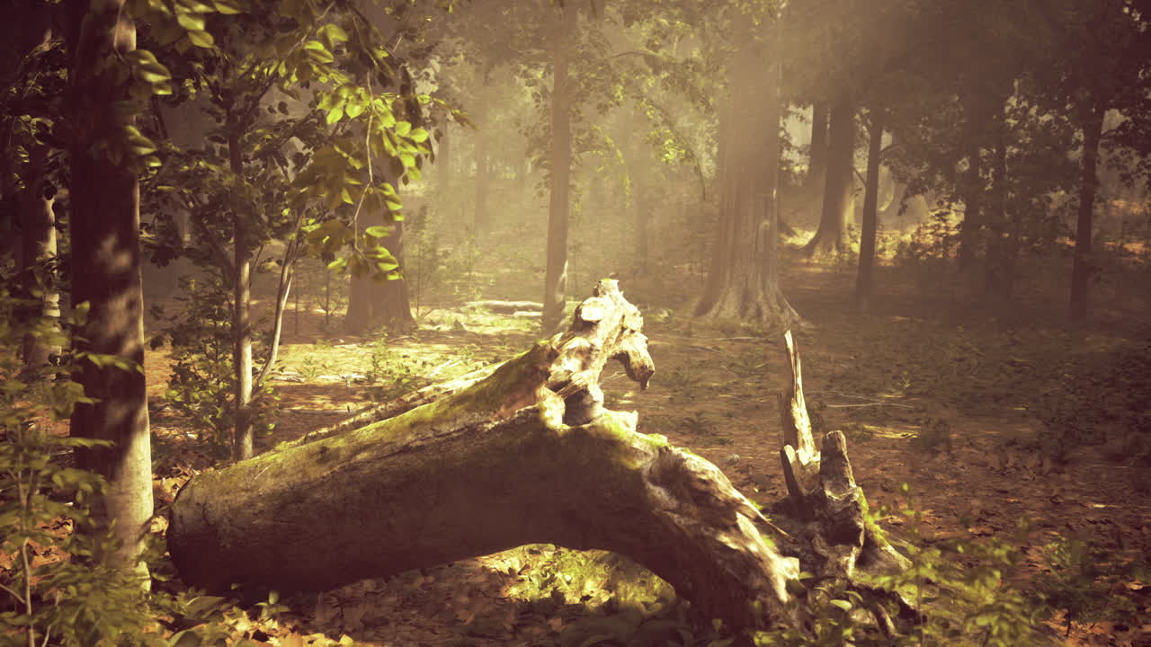 Sunlight filters through trees illuminating a peaceful forest landscape