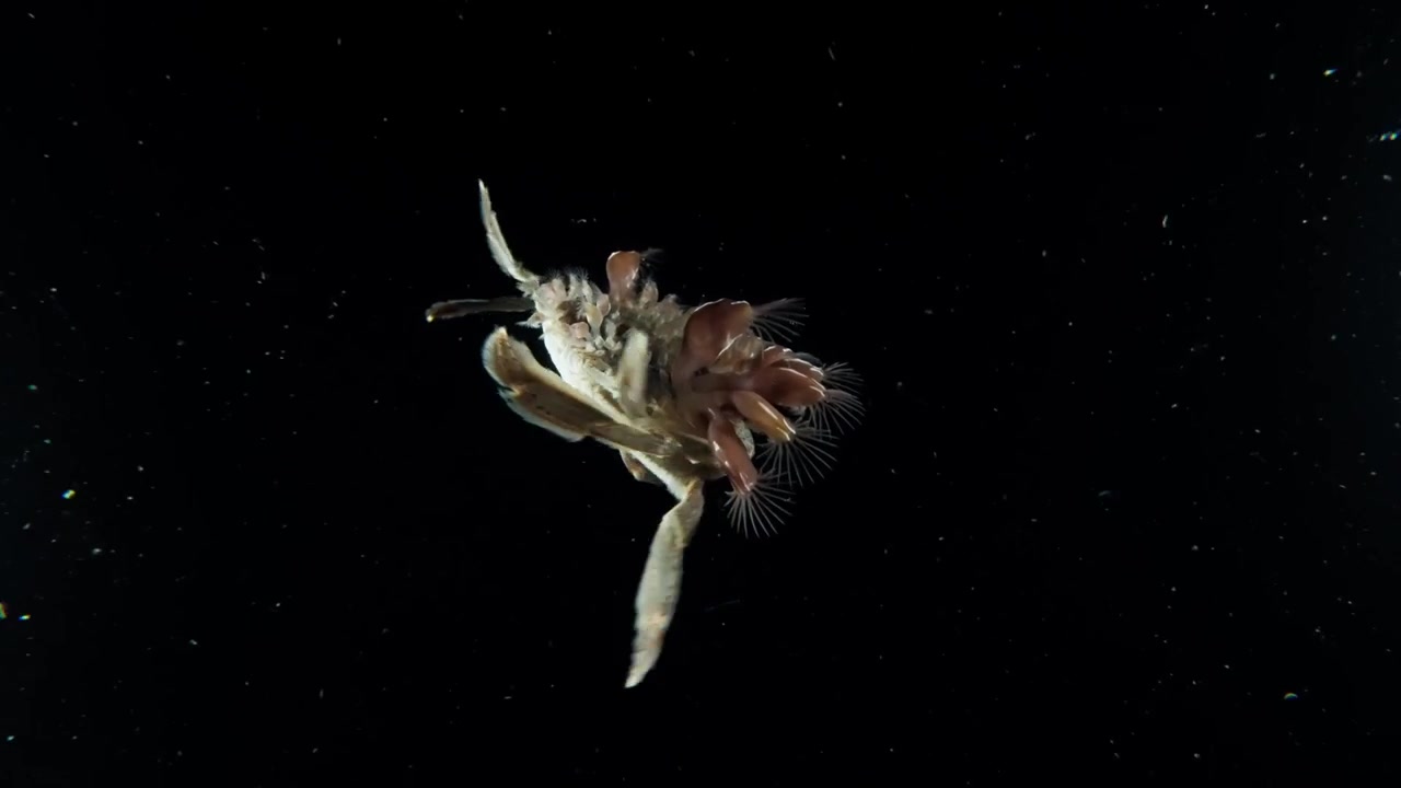 A pelagic swimming crab (Portunidae sp.) covered in Gooseneck barnacles (Lepadidae sp.) swimming in the open ocean in blackwater. Filmed in Anilao, Philippines.