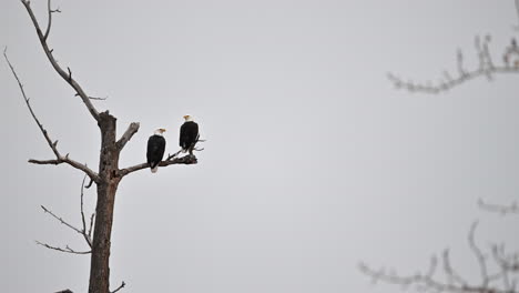 Stille-Beobachter:-Weißkopfseeadler-überblicken-Kamloops