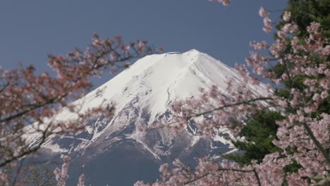 panning toma a la izquierda del monte fuji rodeado de flores de cerezo