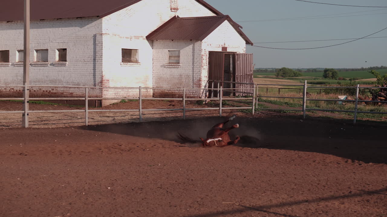 caballo rodando en un paddock