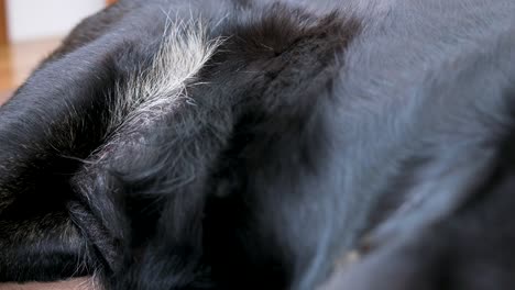 view of a senior dog's belly breathing while resting on a soft carpeted surface