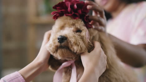 unrecognizable girls putting headband on maltipoo dog