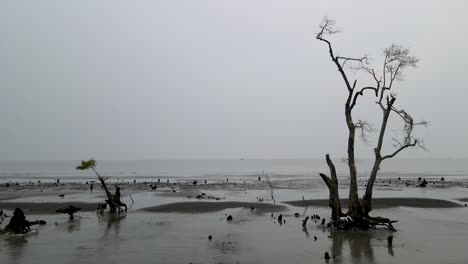 Low-Tide-Revealed-Mangrove-Forest-Roots-Offshore-Kuakata-Sea-Beach-In-Bangladesh