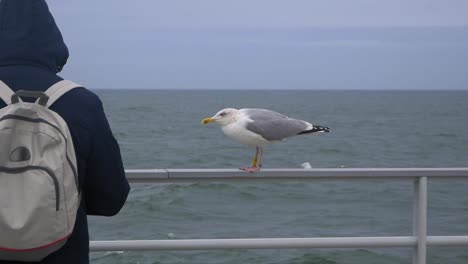 la gaviota observa a la gente desde una barandilla junto al agua
