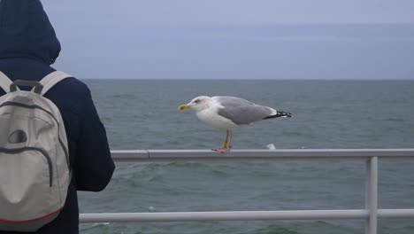 seagull watches people from a railing by water