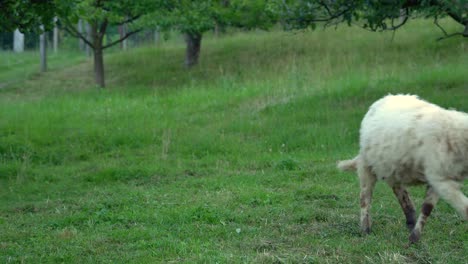 Cute-single-young-sheep-standing-on-green-grass-meadow