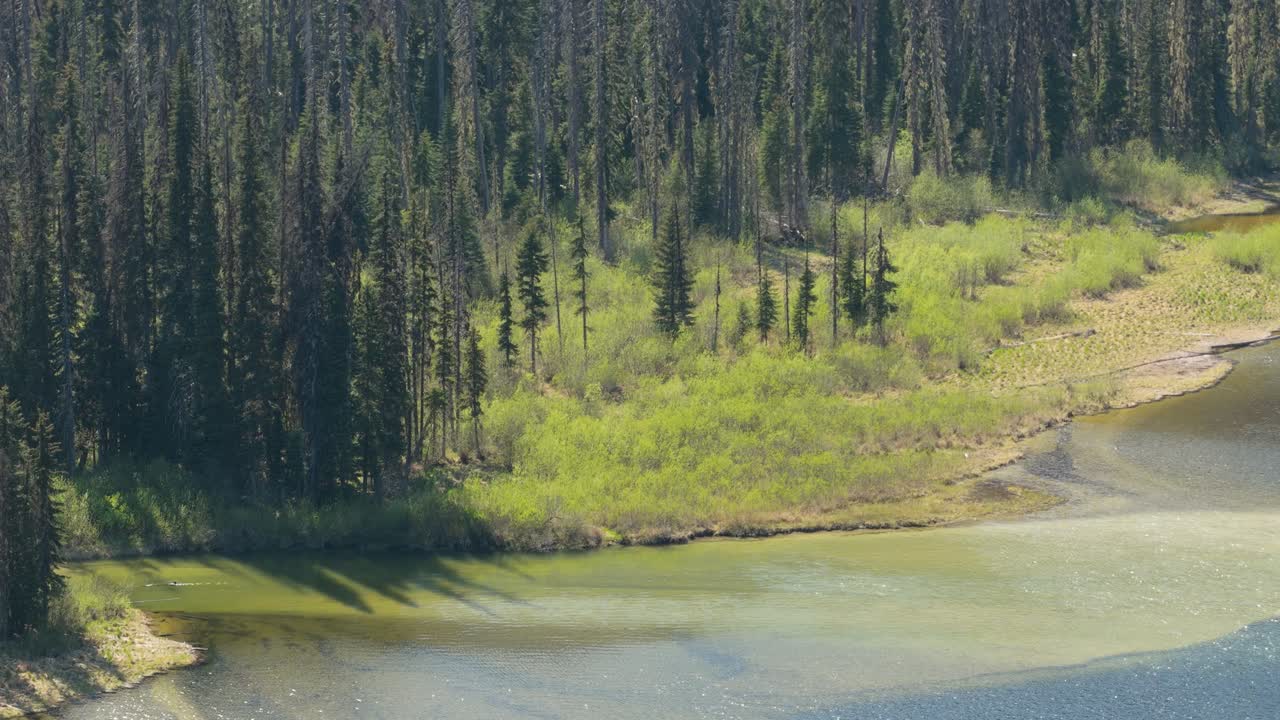 Stunning Aerial View of Serene River Meeting Lush Forest in British Columbia Wilderness