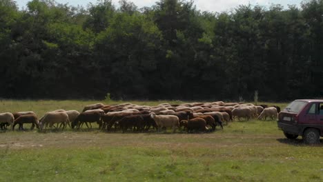 Rebaño-De-Ovejas-En-Campo-Verde-Junto-Al-Bosque