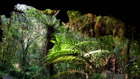 toma amplia que muestra un denso bosque selvático con una pared natural de hojas de helechos, palmeras y plantas tropicales durante el clima soleado en nueva zelanda