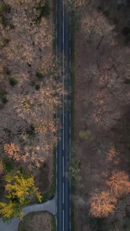 aerial view of a road through a forest