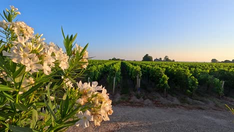 scenic vineyard view with blooming white flowers