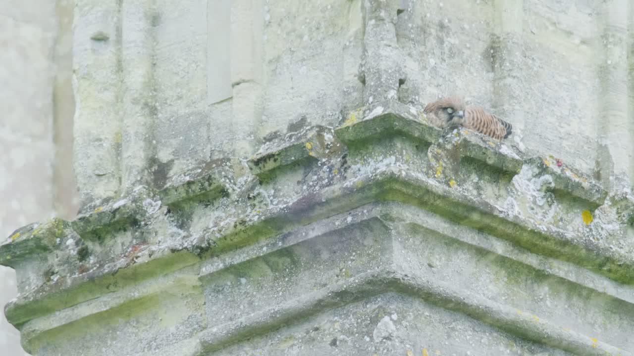 Vild tårnfalk vågner og åbner øjnene, mens den hviler på historisk kirke-arkitektur i Wiltshire, England.