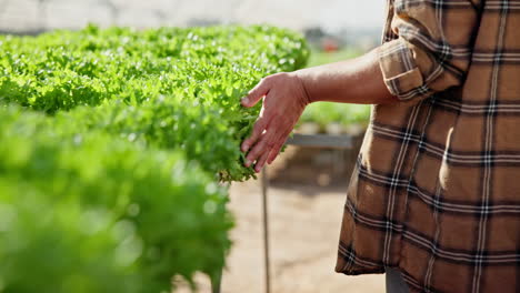 Hydroponic Lettuce Farming