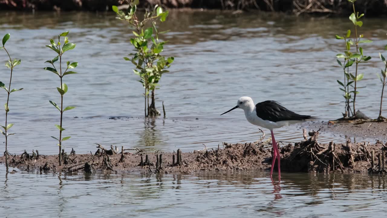 retrocediendo y deslizándose hacia la derecha mientras este pájaro está mirando hacia la izquierda, himantopus himantopus de alas negras, tailandia