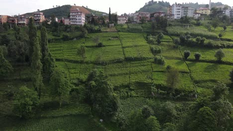 Drohnenansicht-Des-Tees,-Der-Im-Garten-Vor-Den-Häusern-Angebaut-Wird