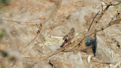Afrikanischer-Purpurflügelfink,-Der-Auf-Einem-Blattlosen-Ast-Sitzt-Und-Sich-Putzt