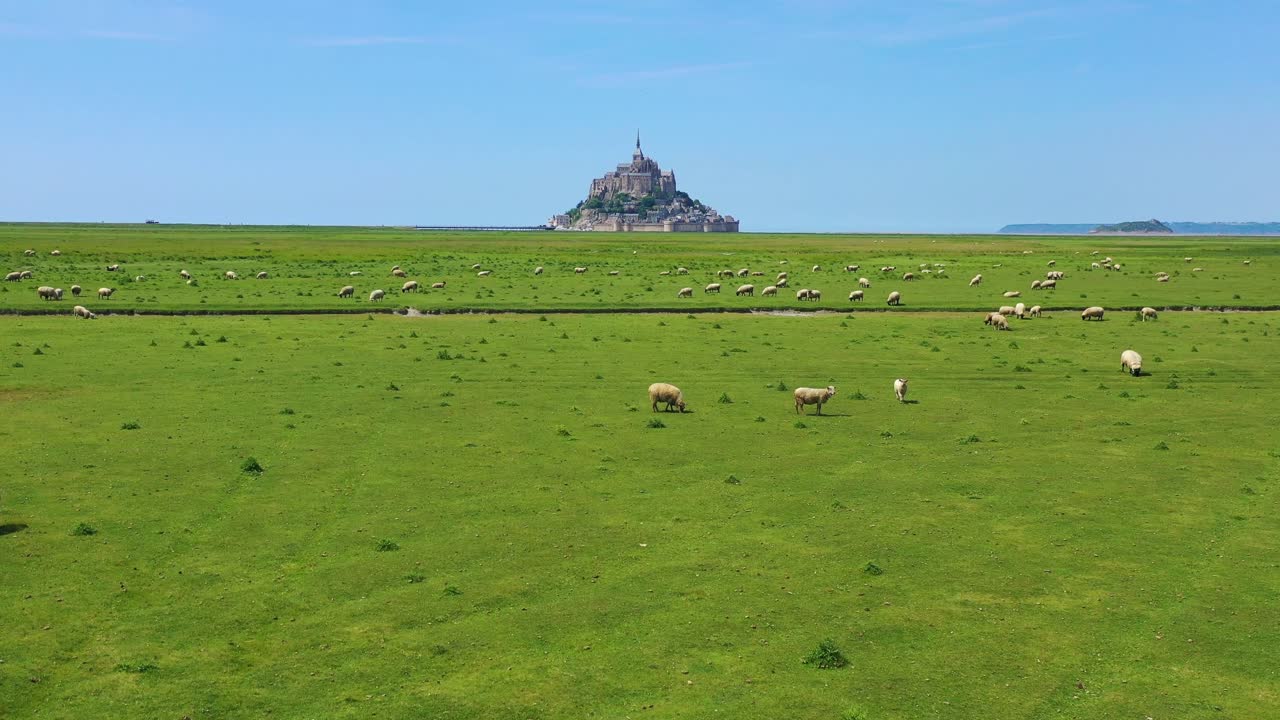 노르망디 프랑스 배경에 있는 몽생미셸 수도원이 있는 양과 농장 풀밭의 아름다운 주간 공중