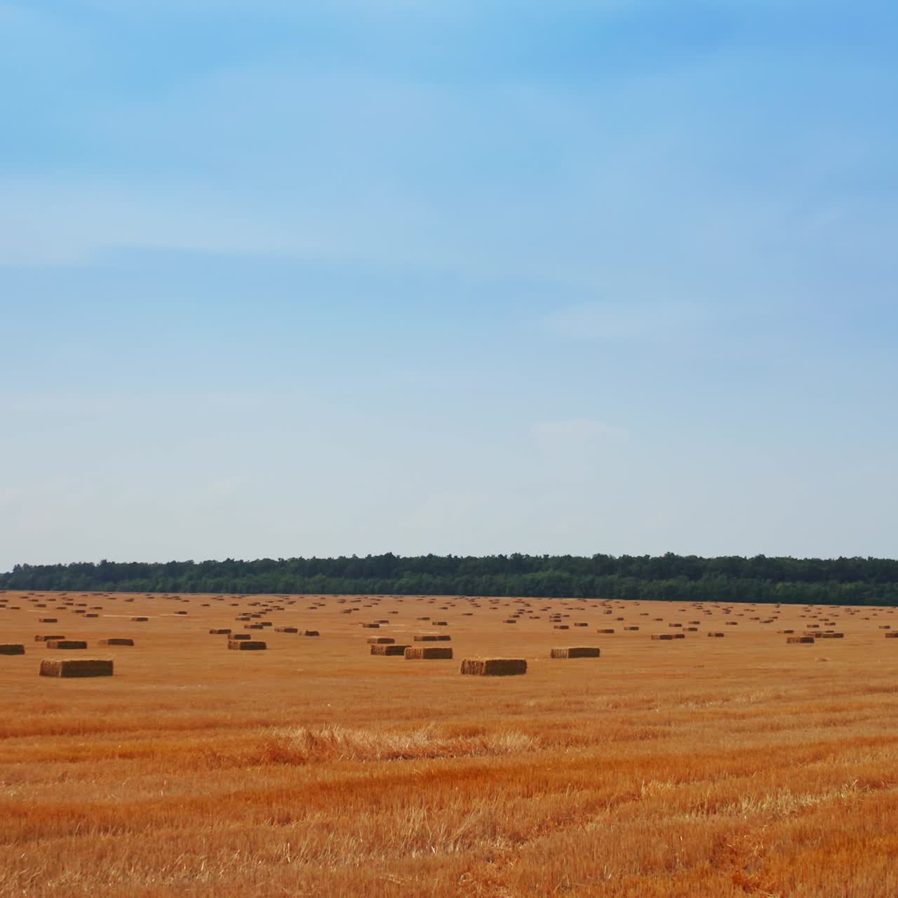 Yellow agricultural farmland after gathering crops. Rectangular hay bales left on the field after harvesting. Green forest at backdrop