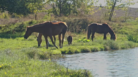 horses grazing in the field