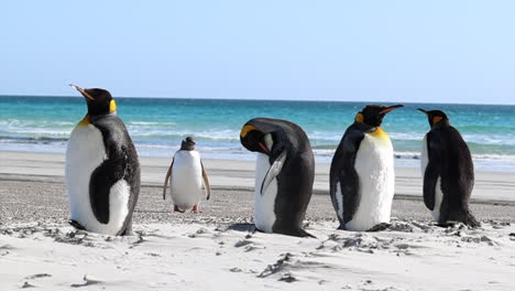 king penguins and a gentoo on a beautiful beach, falkland islands