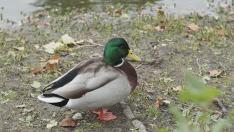 male mallard duck chewing next to pond