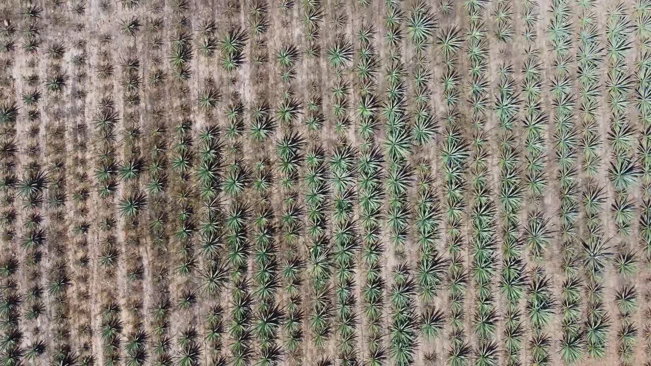 용설란 농업 분야, 아름다운 경치 멕시코 풍경 위의 오버 헤드 샷