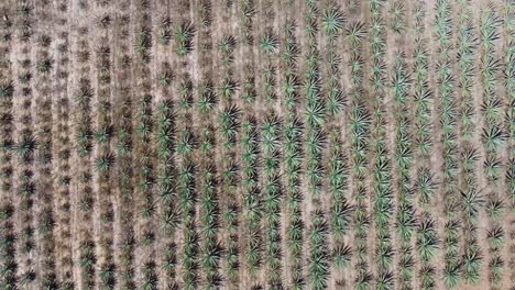 toma cenital sobre campos agrícolas de agave, hermoso paisaje mexicano escénico