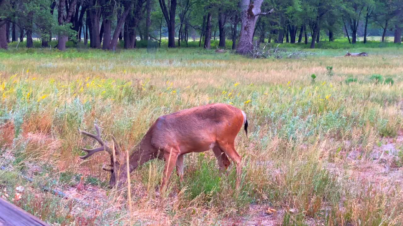 ciervos vagando por el valle de yosemite, durante el verano de 2021, en california, estados unidos