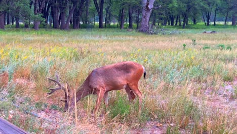 deers roaming in yosemite valley, during the summer of 2021, in california, usa