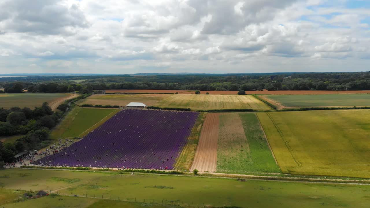 Nestled in the South Downs, Lordington Lavender was established in 2002