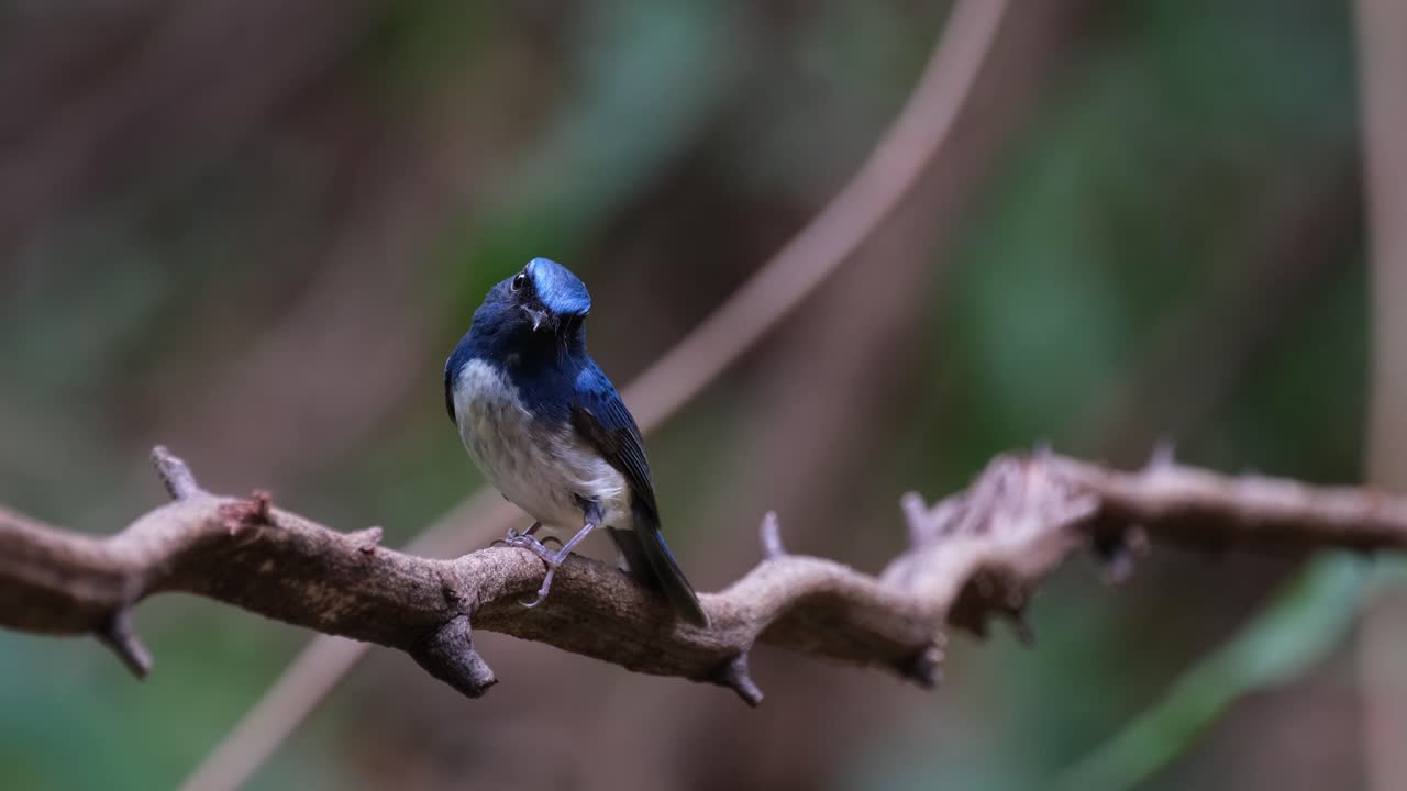 la cámara hace zoom mientras mira hacia la cámara inclinando la cabeza, hainan blue flycatcher cyornis hainanus, tailandia