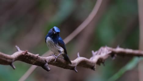 Die-Kamera-Zoomt-Heran,-Während-Er-Mit-Geneigtem-Kopf-In-Die-Kamera-Blickt,-Hainan-Blauschnäpper-Cyornis-Hainanus,-Thailand